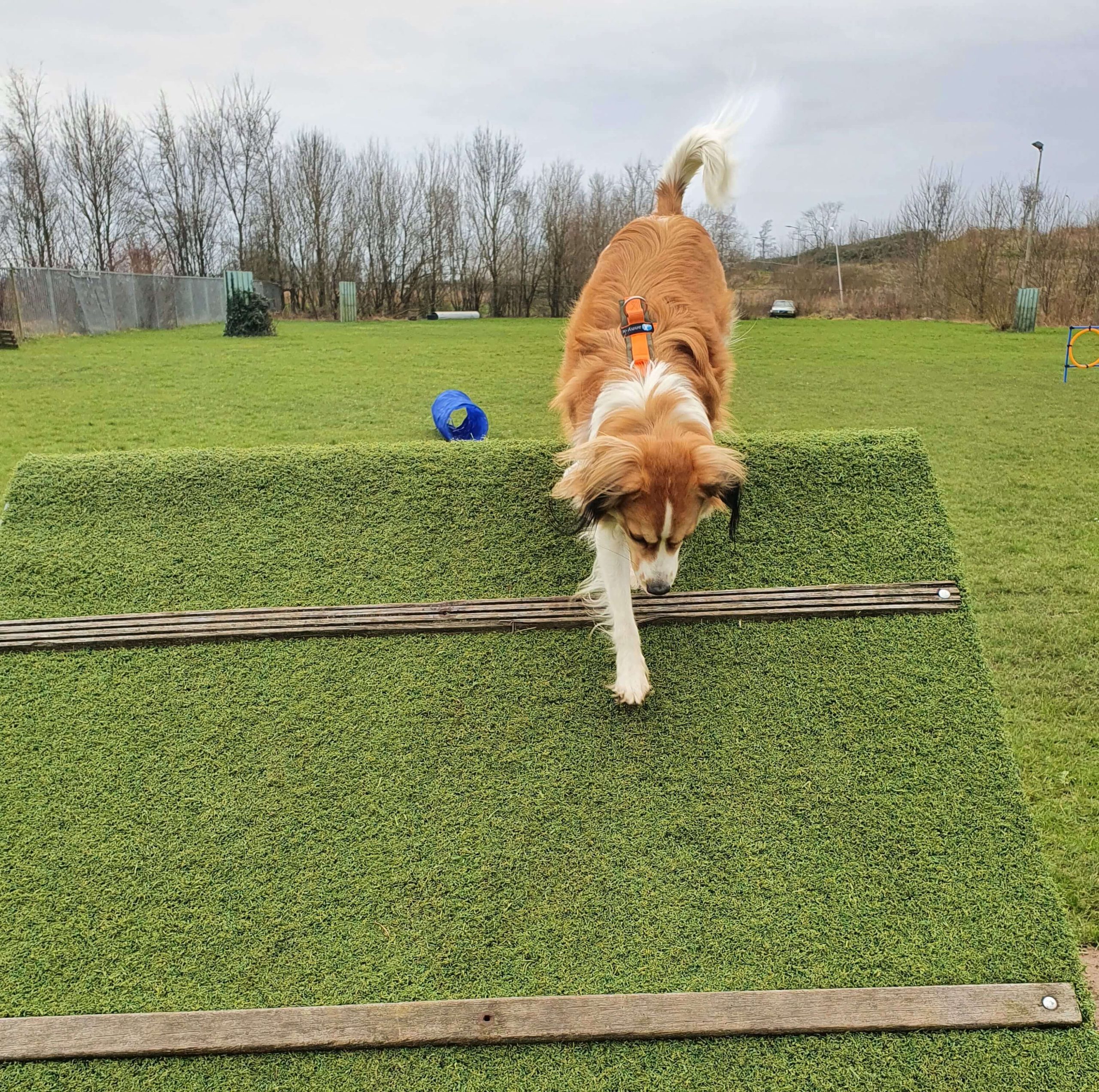 Kyno_Kampen_Puppy_Honden_Cursus_School_Kampen_Zwolle_Martin_Gaus_Gercertificeerd_Professioneel_Sport_Spel_Agility_Aanleren